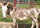 Carlita - Mare in North Zulch, TX Carlita - Mare in North Zulch, TX