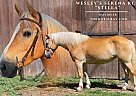 Haflinger - Horse for Sale in Wilburton, OK 74578