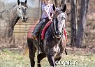 Draft - Horse for Sale in Auburn, KY 42206 Draft - Horse for Sale in Auburn, KY 42206