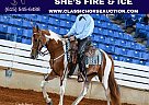 Spotted Saddle - Horse for Sale in Frankewing, TN 38459