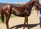 Thoroughbred - Horse for Sale in Phoenix, AZ 85023