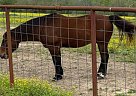Quarter Horse - Horse for Sale in Liberty, TX 77575