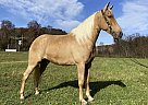 Kentucky Mountain - Horse for Sale in Willoughby, OH 44094