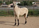 Andalusian - Horse for Sale in LOS ANGELES, CA 93510