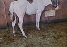 Simon - Gelding in Toledo, WA Simon - Gelding in Toledo, WA