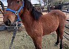 Mustang - Horse for Sale in Buckeye, Arizona, AZ 85326