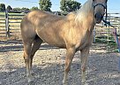 Quarter Horse - Horse for Sale in Twin Falls, ID 83301 Quarter Horse - Horse for Sale in Twin Falls, ID 83301