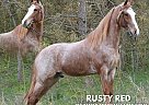 Tennessee Walking - Horse for Sale in Hustonville, Lincoln, Kentucky, TN 37091 Tennessee Walking - Horse for Sale in Hustonville, Lincoln, Kentucky, TN 37091
