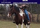 Spotted Saddle - Horse for Sale in McKee, KY 40447