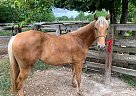 Quarter Horse - Horse for Sale in Missouri City, TX 77459