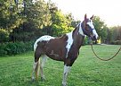 Spotted Saddle - Horse for Sale in Shorter, AL Spotted Saddle - Horse for Sale in Shorter, AL