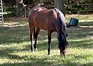 Mustang - Horse for Sale in Kirkland, IL 60146 Mustang - Horse for Sale in Kirkland, IL 60146