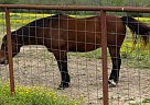 Quarter Horse - Horse for Sale in Liberty, TX 77575
