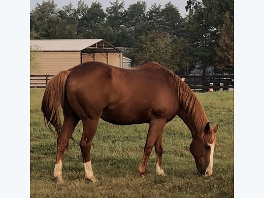 Free Quarter Horse Gelding