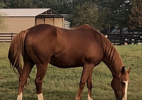 Quarter Horse (Quarter Horse, Gelding) in Rock-Hill, SC