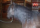 Mercy - Mare in Dallas, OR Mercy - Mare in Dallas, OR