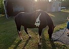Spotted Saddle - Horse for Sale in Modoc, SC 29838