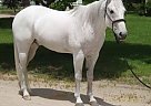 Quarter Horse - Horse for Sale in Miami, FL 33172