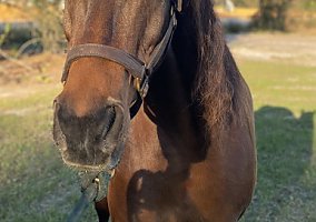 Arabian (Arabian, Mare) in DeLand, FL