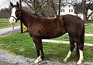 Brandy - Mare in Oley, PA Brandy - Mare in Oley, PA