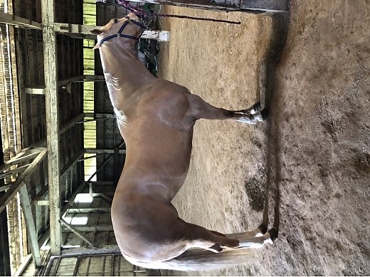 Halter Mare