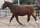 Bashkir Curly Stallion for Sale in Okotoks, Alberta Bashkir Curly Stallion for Sale in Okotoks, Alberta