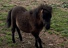 Miniature - Horse for Sale in Pine Log, GA 30171