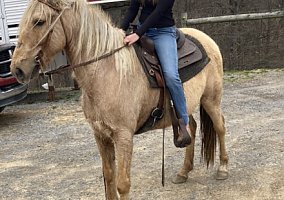 Palomino (Palomino, Gelding) in Craborchard, WV