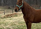 Ranger - Gelding in Bedford, VA Ranger - Gelding in Bedford, VA