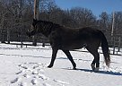 Tennessee Walking - Horse for Sale in Vermont, IL 61484