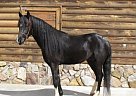 PR;s Southern Cruiser - Stallion in Boomer, NC PR;s Southern Cruiser - Stallion in Boomer, NC