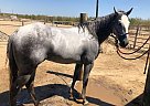 Sydney - Gelding in Yerington, NV Sydney - Gelding in Yerington, NV