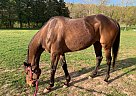 Thoroughbred - Horse for Sale in House Springs, MO 63051 Thoroughbred - Horse for Sale in House Springs, MO 63051