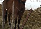 Quarter Horse - Horse for Sale in Fraser Lake, BC V0J 1S