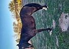 Peruvian Paso - Horse for Sale in Chino Valley, AZ 86323