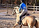 Airabella - Beautiful Dapple Pal... Quarter Pony Mare