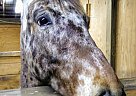 Sonny - Gelding in Lenhartsville, PA Sonny - Gelding in Lenhartsville, PA