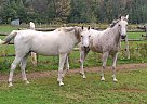 boys - Gelding in Laurentian Hills, ON boys - Gelding in Laurentian Hills, ON