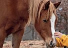 Arabian Gelding for Sale in Bucklin, Missouri Arabian Gelding for Sale in Bucklin, Missouri