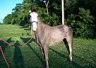Tennessee Walking - Horse for Sale in Shorter, AL Tennessee Walking - Horse for Sale in Shorter, AL