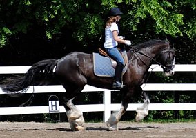 Bella (Shire, Mare) in South Charleston, OH
