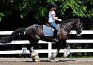 Shire - Horse for Sale in South Charleston, OH 45368 Shire - Horse for Sale in South Charleston, OH 45368