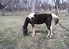 Saddlebred - Horse for Sale in Homer, LA 71040