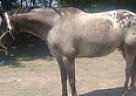 Diego - Gelding in Bonham, TX Diego - Gelding in Bonham, TX