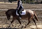 Teddy - Gelding in Clarence Creek, ON Teddy - Gelding in Clarence Creek, ON