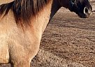 Rocky Mountain - Horse for Sale in Burbank, CA 91501