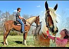 Tennessee Walking - Horse for Sale in Jeffersonville, KY 40337