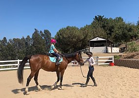 Thoroughbred (Thoroughbred, Gelding) in Escondido, CA