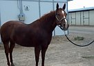 - Mare in Fallon, NV - Mare in Fallon, NV