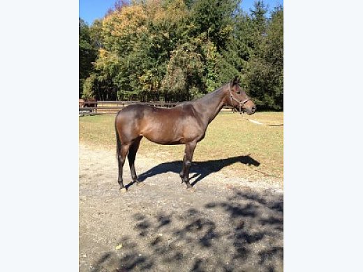 Kind and Elegant TB Mare